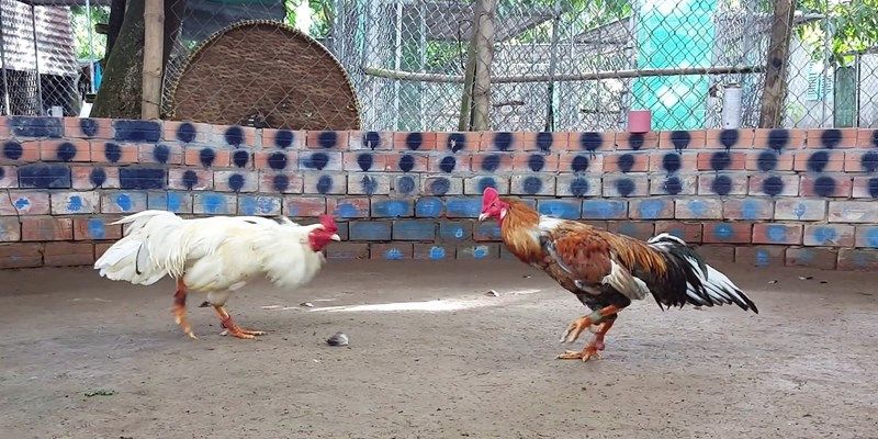 Đá Gà Mạng